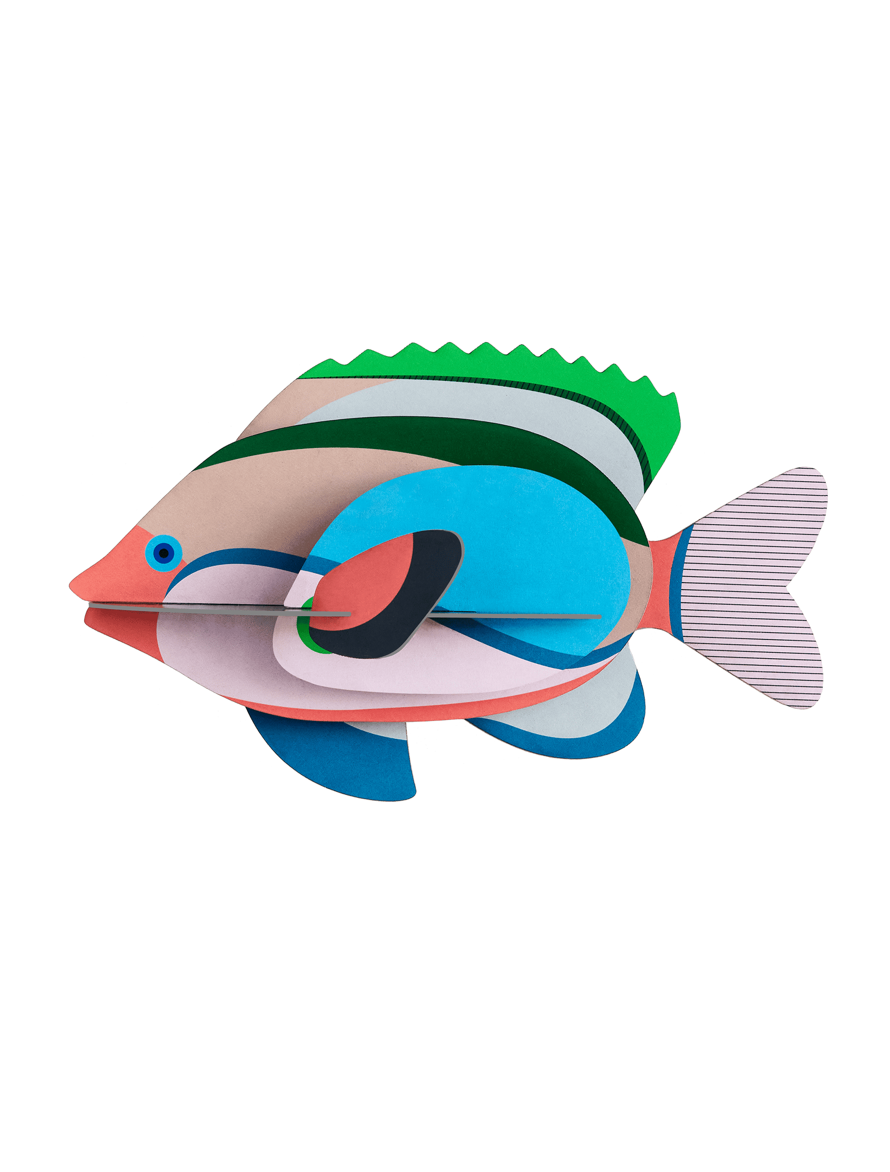 Fairy Wrasse