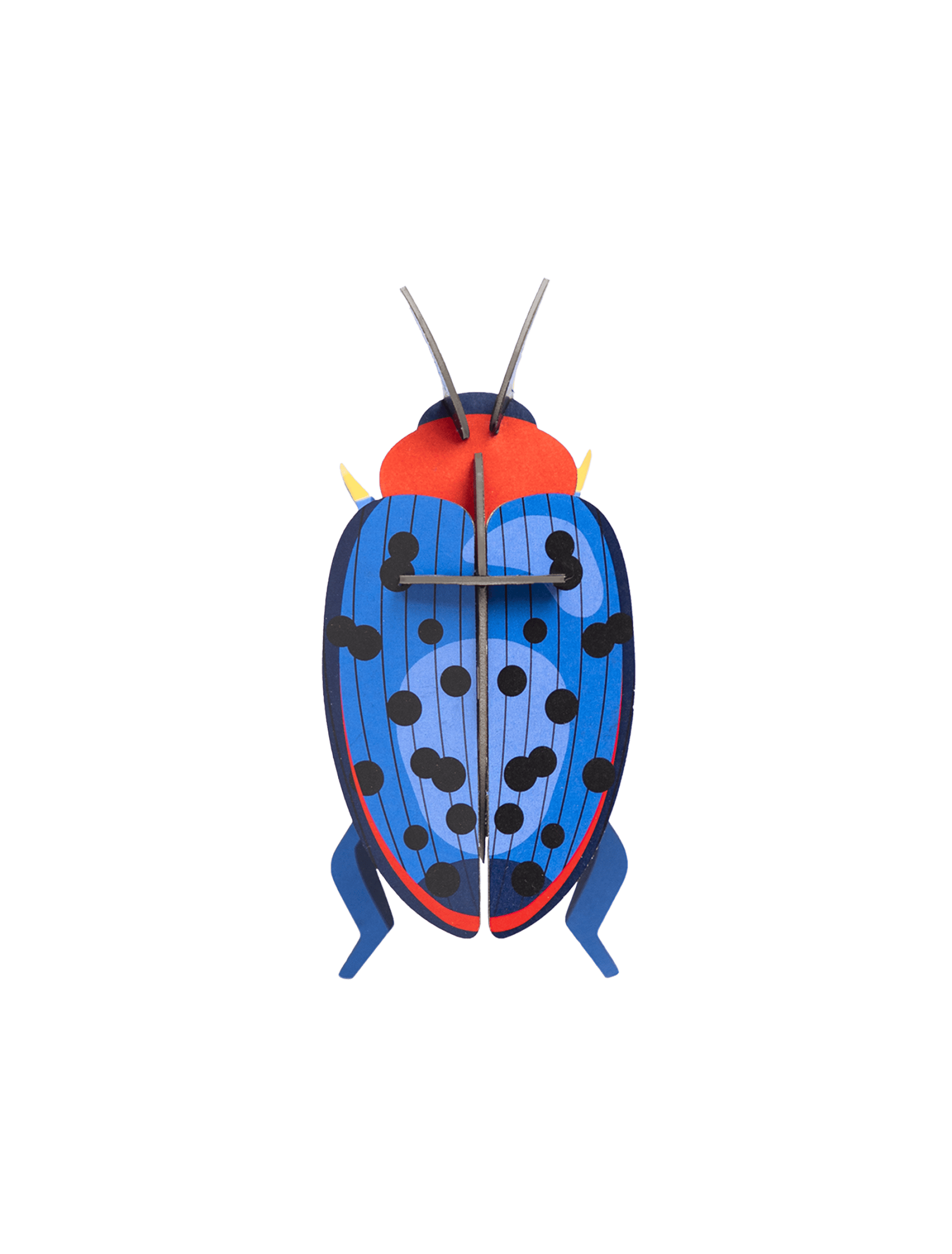 Fungus Beetle